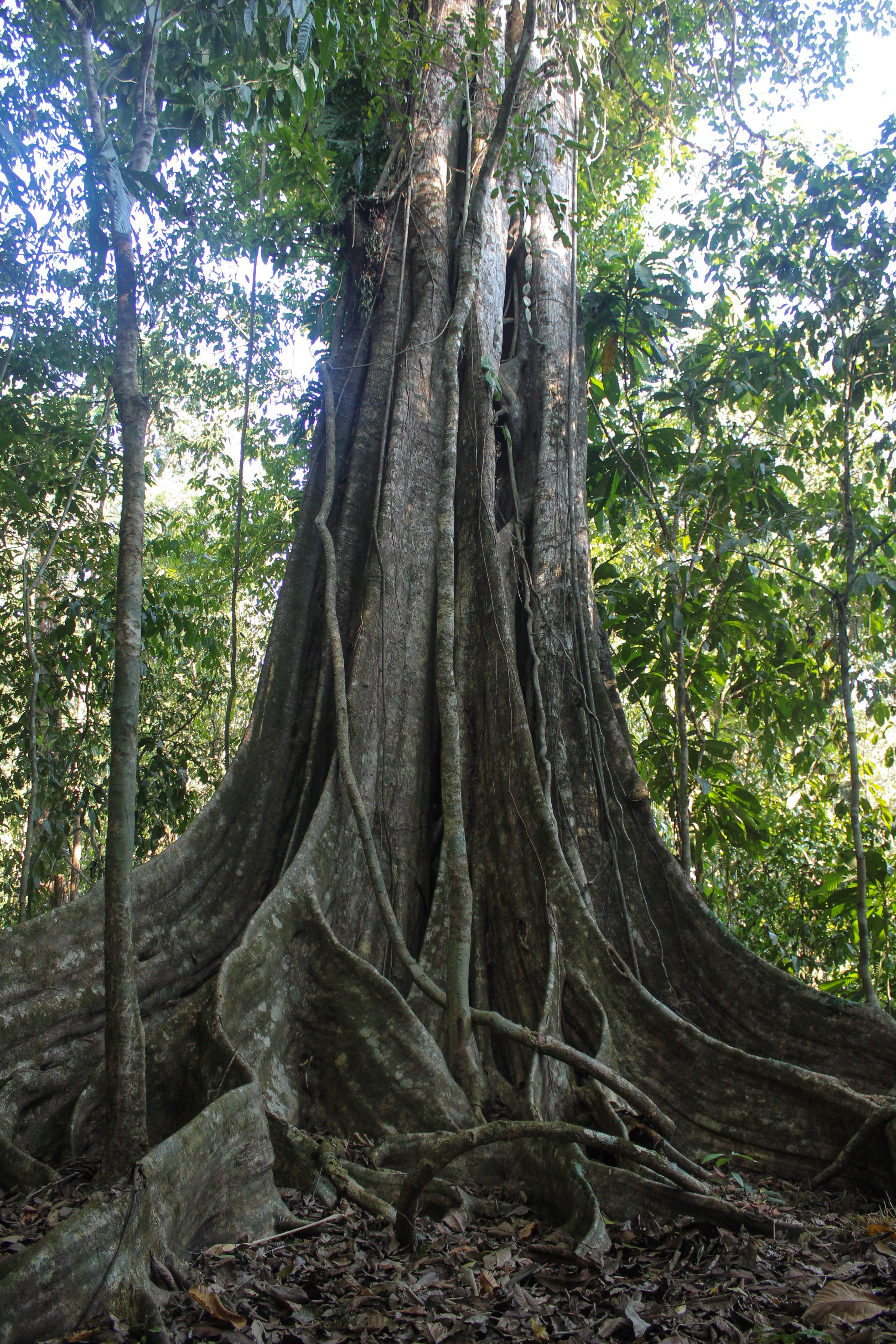 Pura Vida