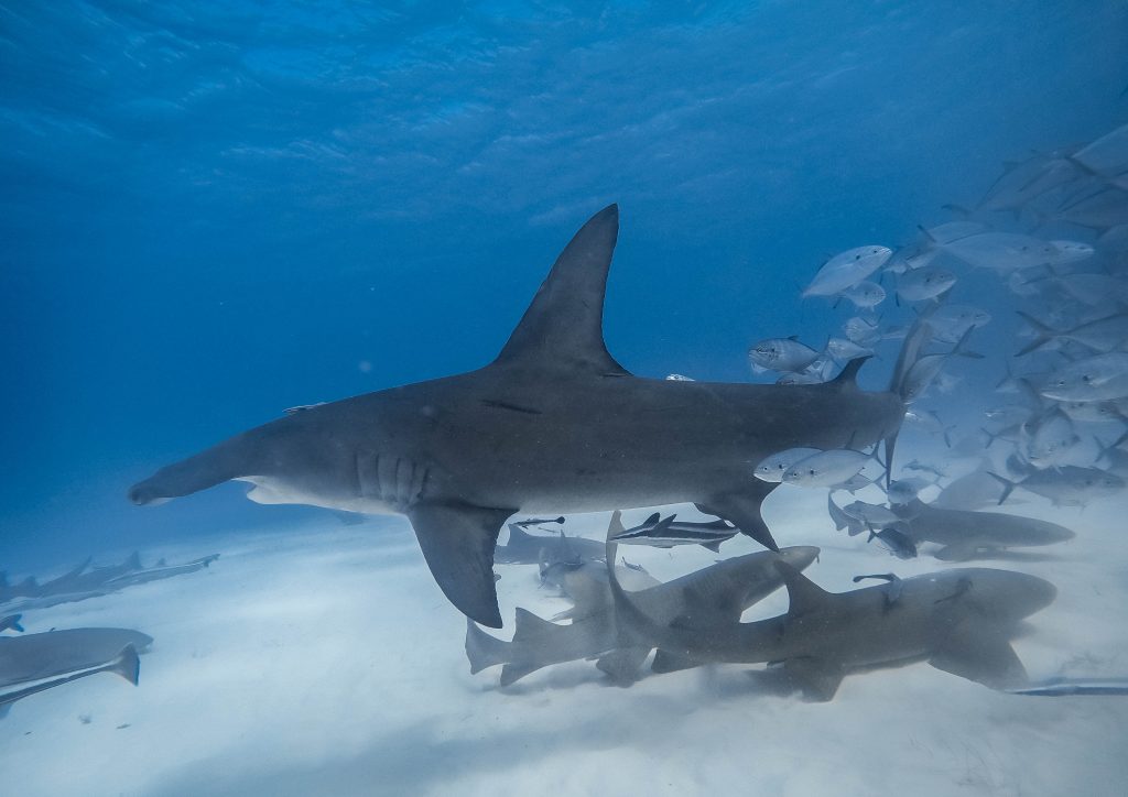 faire si rencontre requin