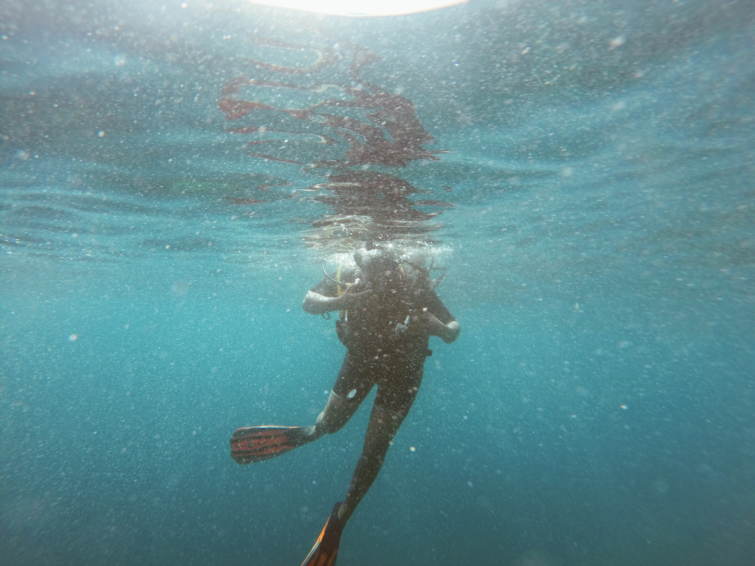 5 raisons de débuter la plongée sous-marine