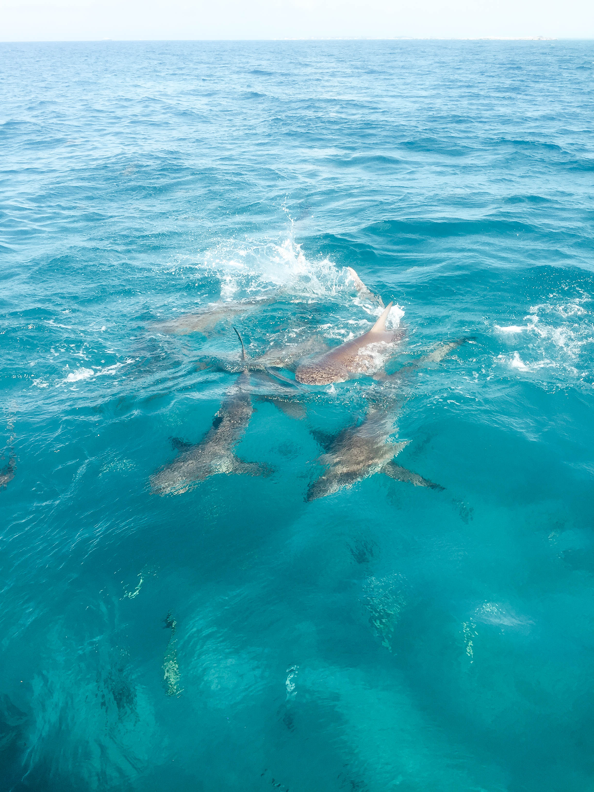 Plongée avec des requins Bimini Bahamas