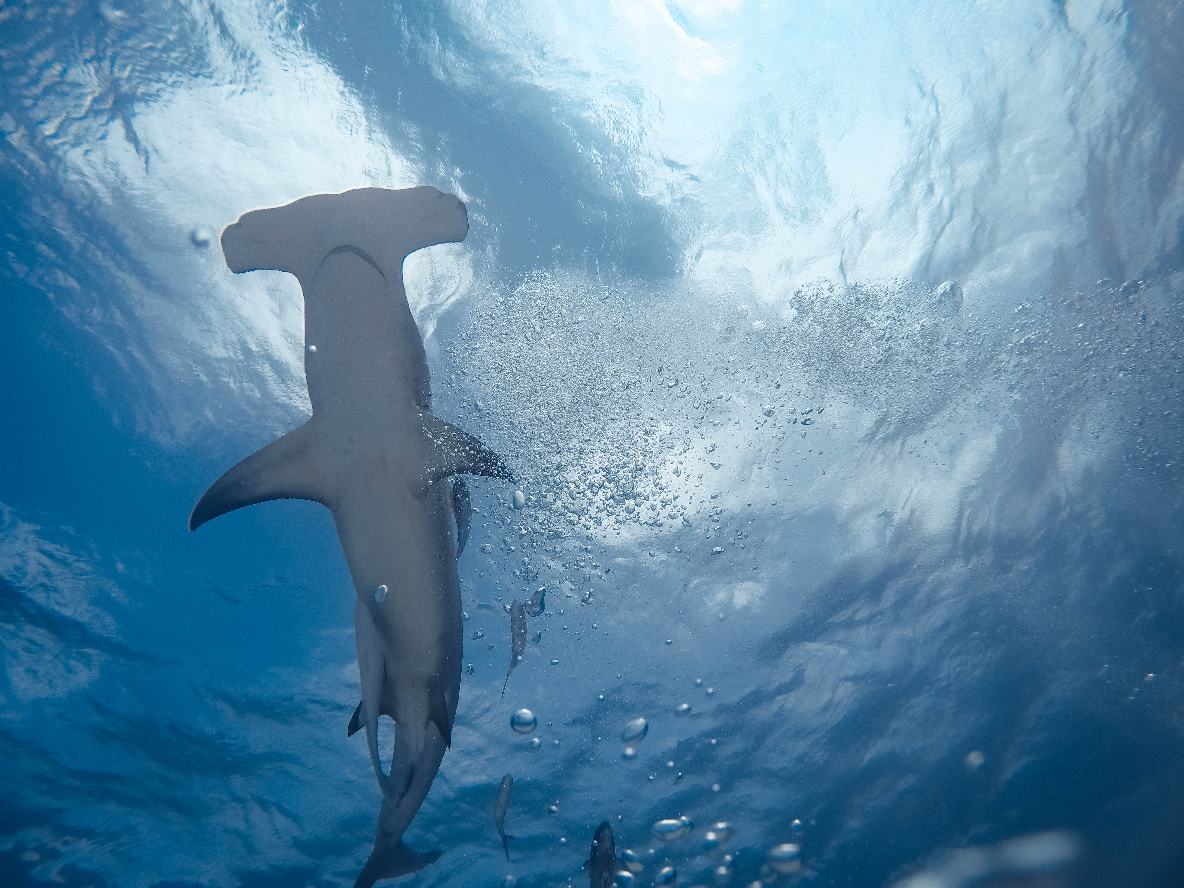 Plongée avec des requins Bimini Bahamas